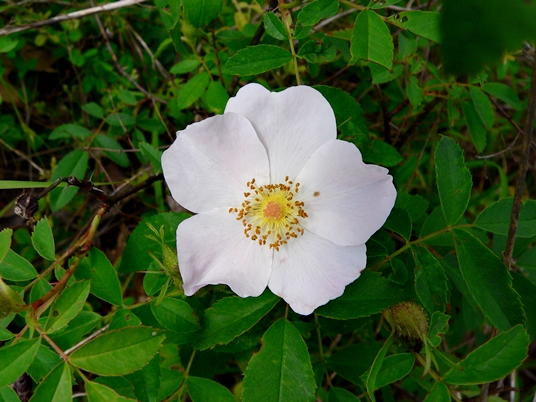 {Rosa carolina}